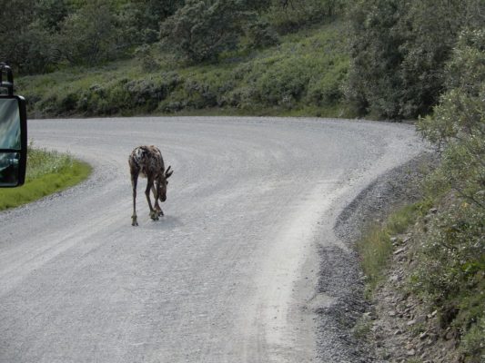 Karibu im Denali