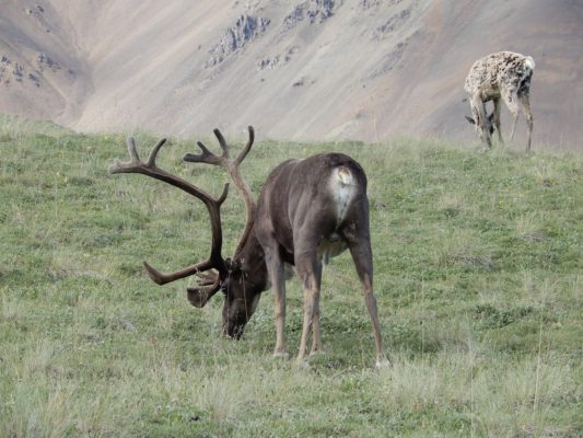 Denali