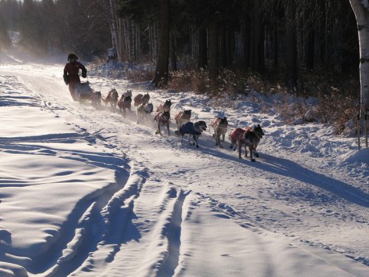 Hundeschlittenrennen Yukon Quest